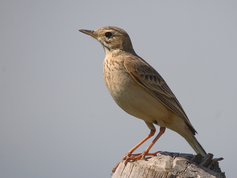 Long-billed Pipit