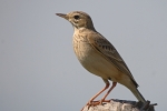 Anthus similis