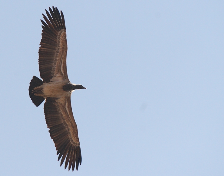 Long-billed Vulture