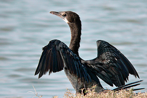 Phalacrocorax niger