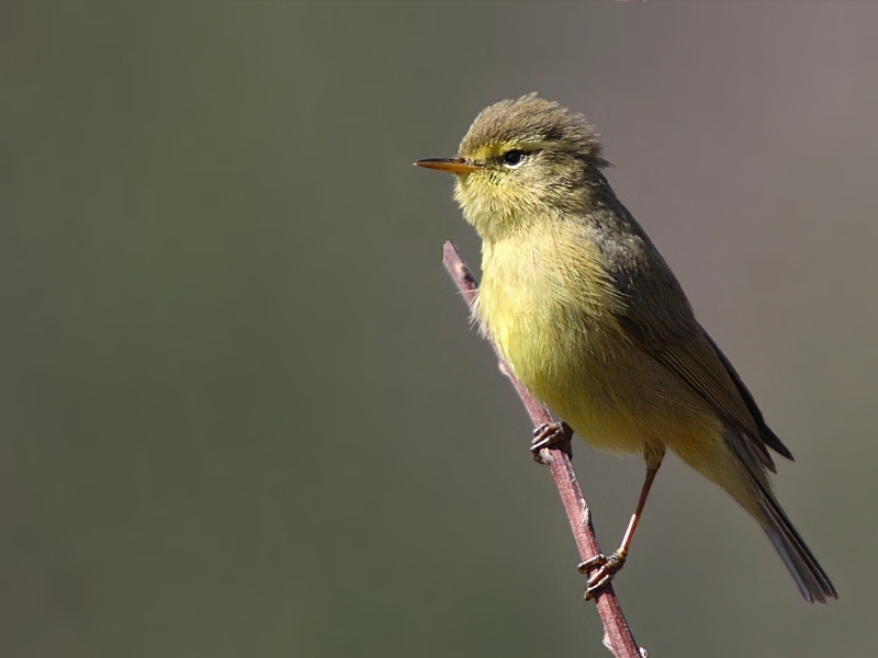 Tickell's Leaf Warbler