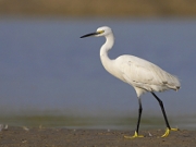 Egretta garzetta