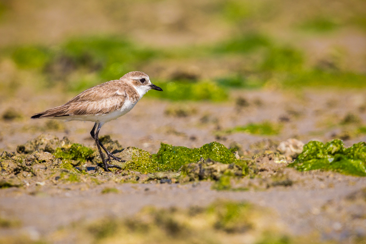 Charadrius mongolus