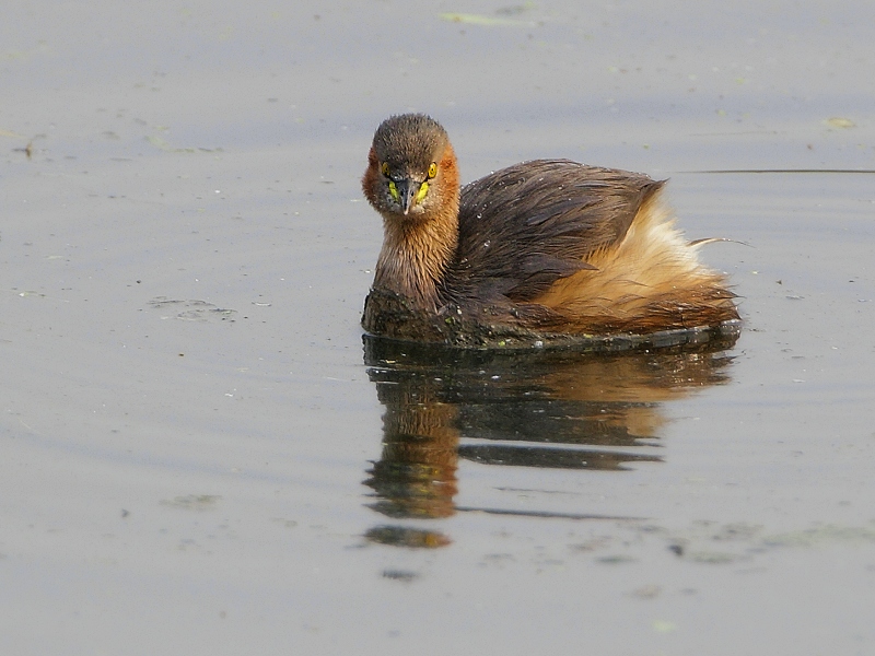 Little Grebe