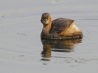 Tachybaptus ruficollis