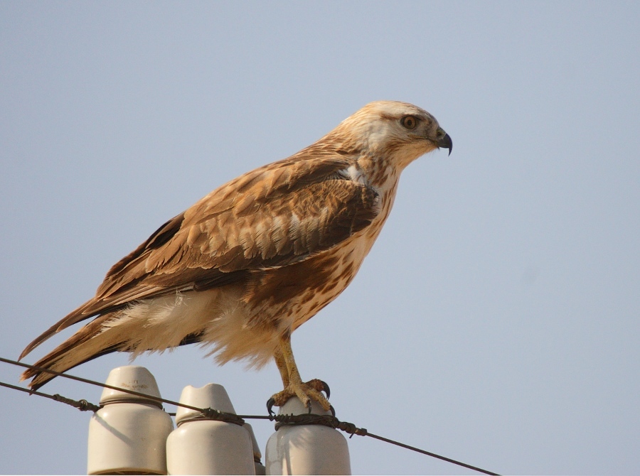 Long-legged Buzzard