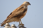 Buteo rufinus