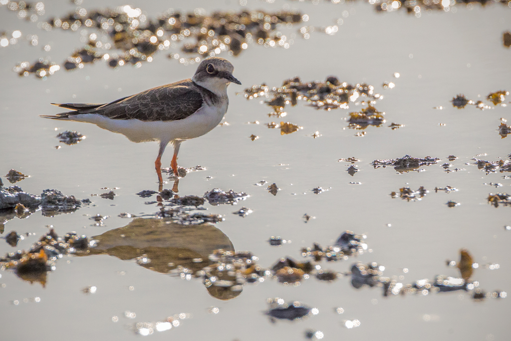 Charadrius placidus