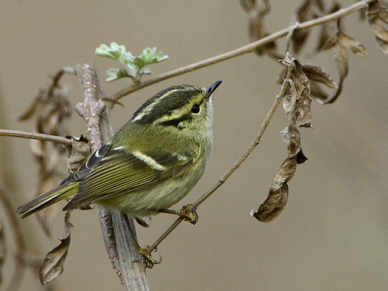 Lemon-rumped Warbler