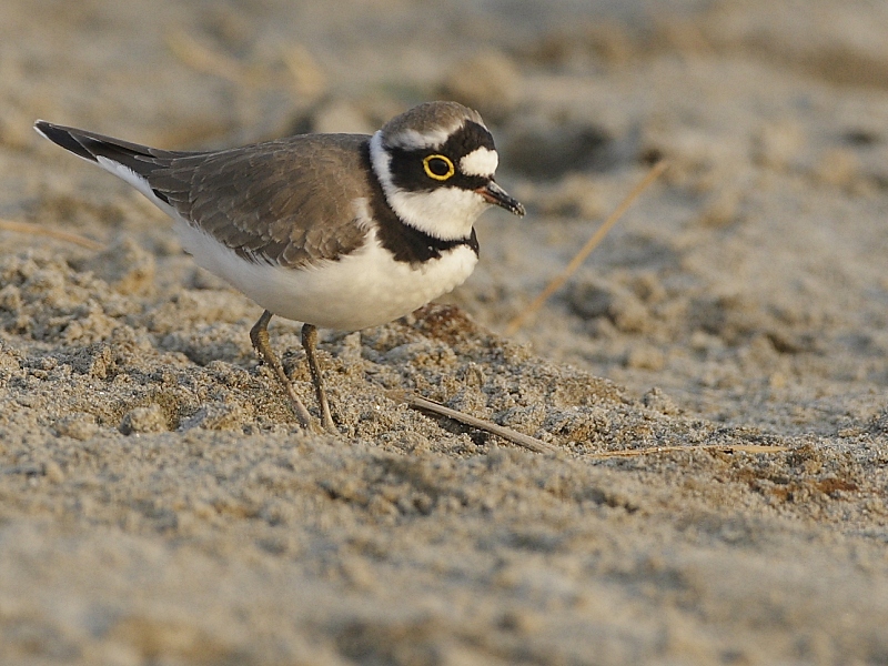 Little-ringed Plover