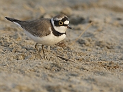 Charadrius dubius