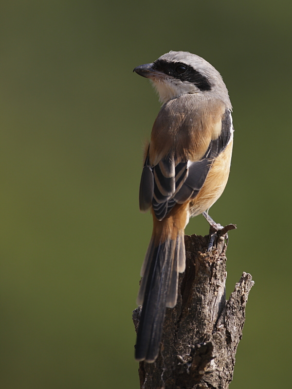 Long-tailed Shrike