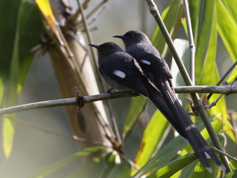 Long-tailed Sibia