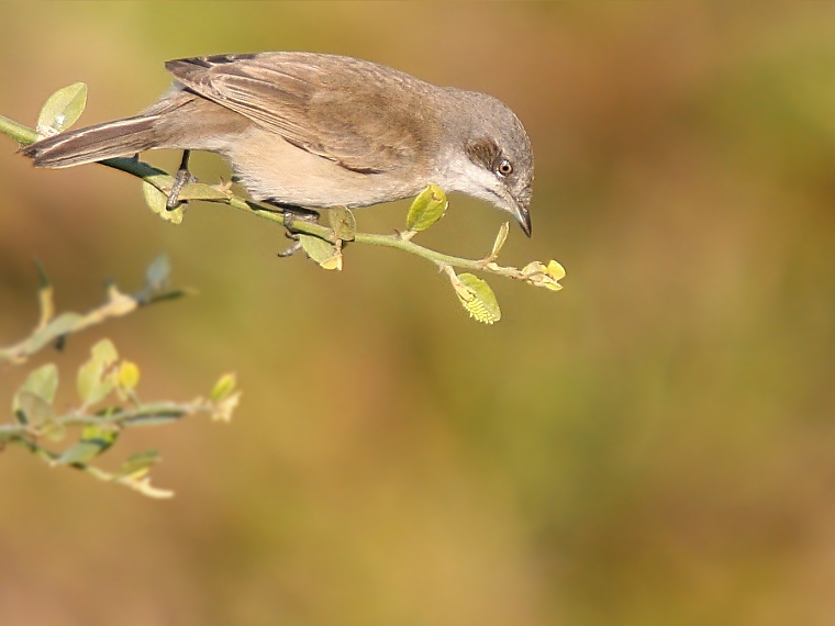 Lesser Whitethroat