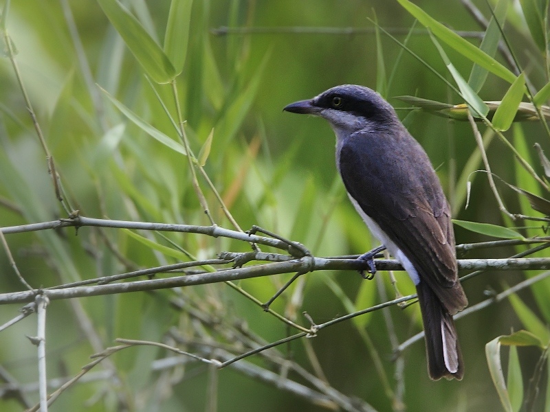 Large Woodshrike