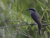 Tephrodornis gularis