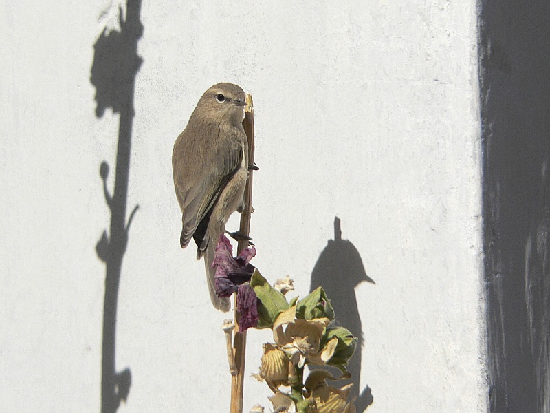 Mountain Chiffchaff