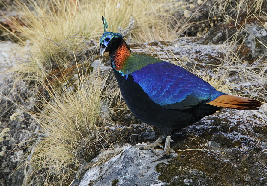 Himalayan Monal (Lophophorus impejanus)