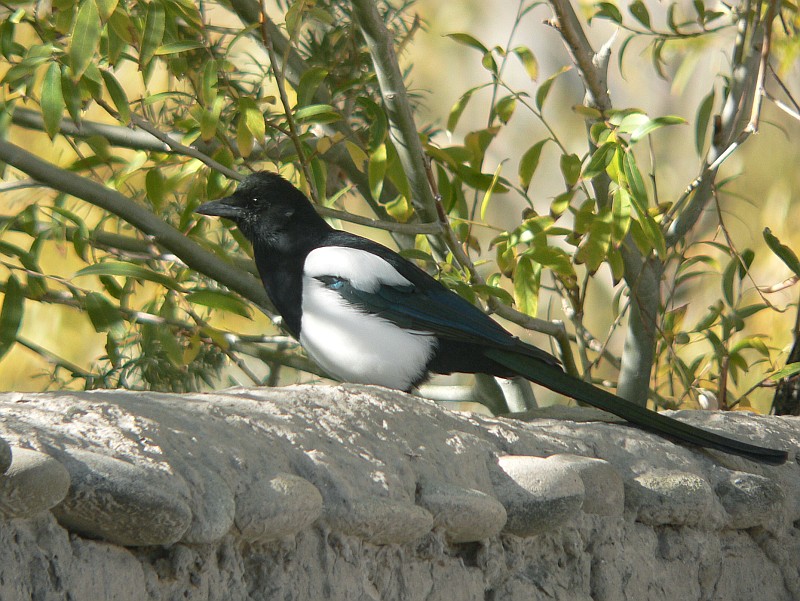 Black-billed Magpie