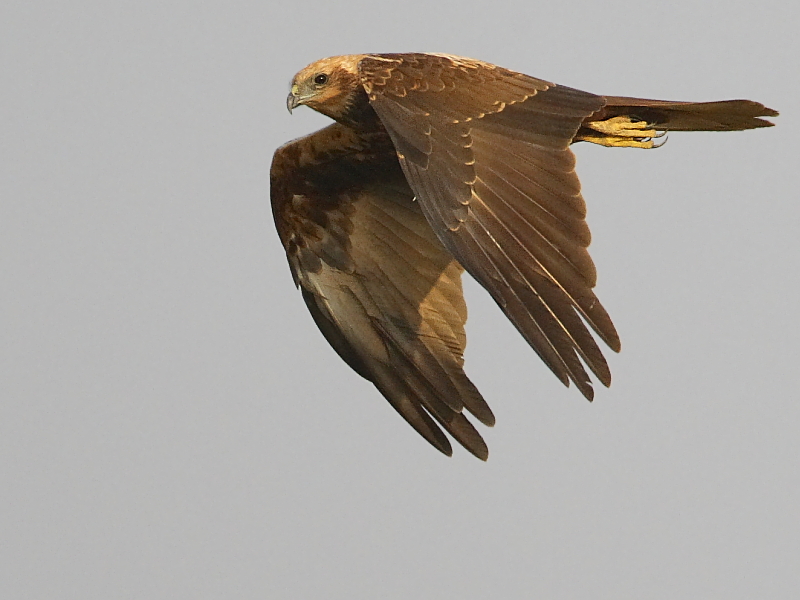 Eurasian Marsh Harrier