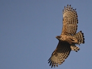 Spizaetus nipalensis