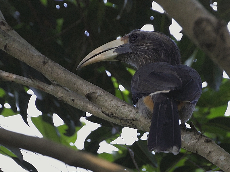 Malabar Grey Hornbill