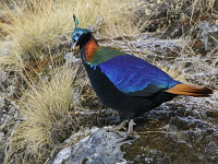 Lophophorus impejanus