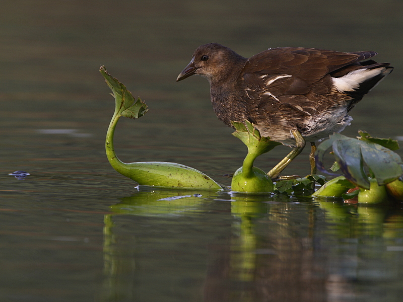 Common Moorhen