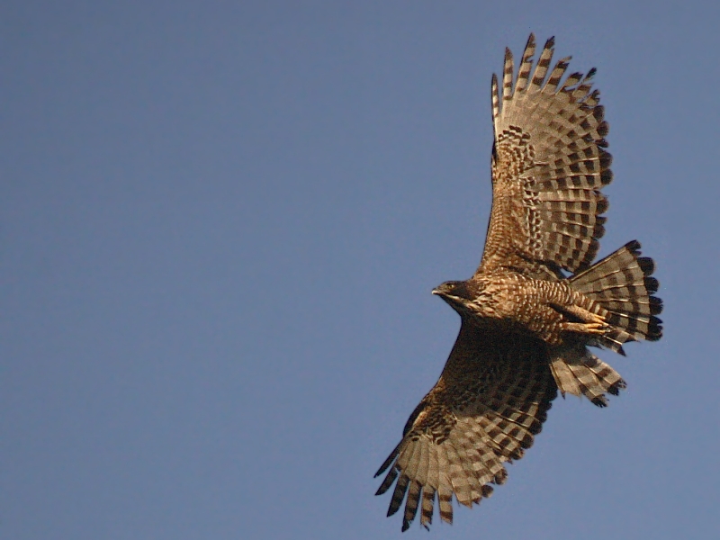 Mountain Hawk Eagle