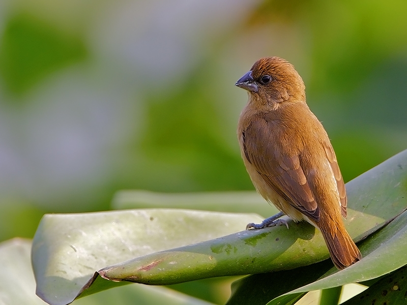 Scaly-breasted Munia