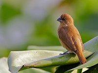 Lonchura punctulata