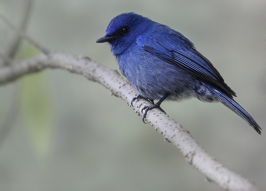 Nilgiri Flycatcher