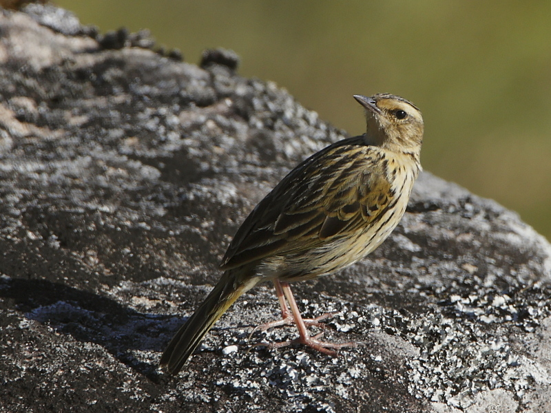 Nilgiri Pipit