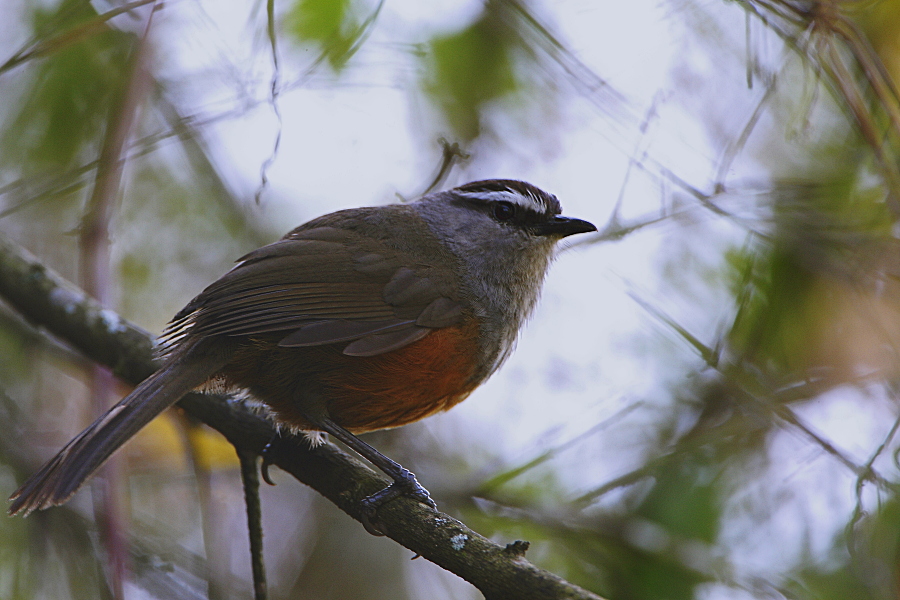 Grey-breasted Laughingthrush