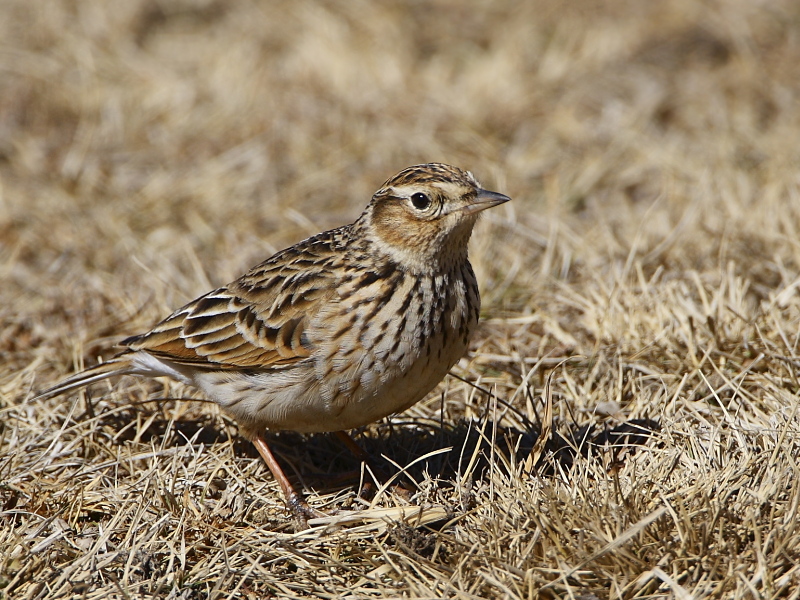 Oriental Skylark