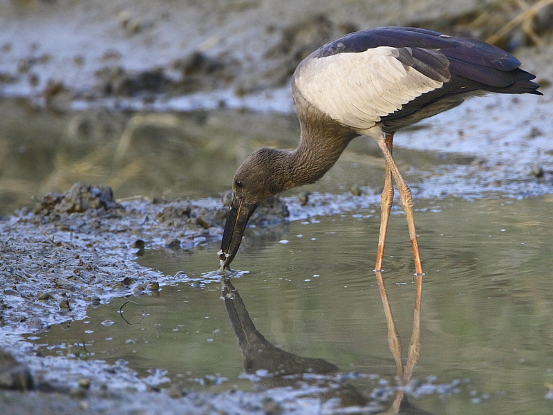 Asian Openbill