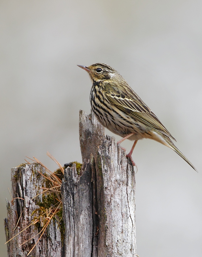 Olive-backed Pipit