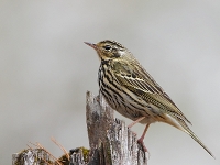 Anthus hodgsoni