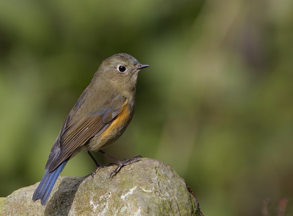 Orange-flanked Bush Robin