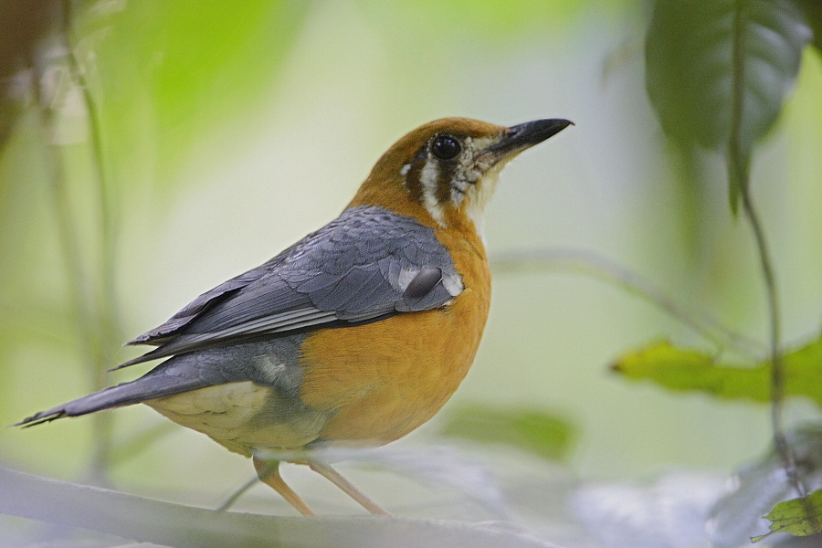 Orange-headed Thrush