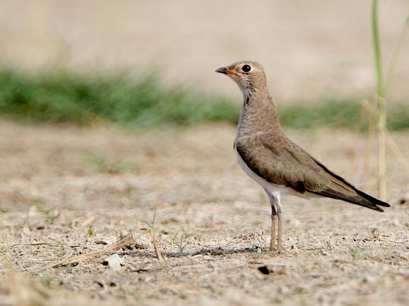 Oriental Pratincole