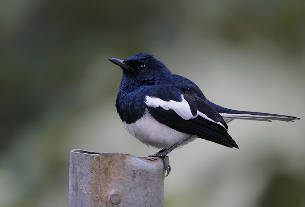 Oriental Magpie Robin