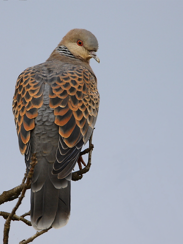 Oriental Turtle Dove