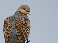 Streptopelia orientalis