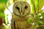 Tyto alba