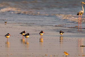 Haematopus ostralegus