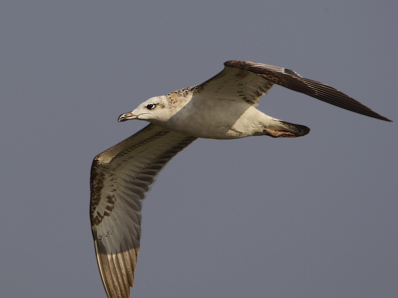 Pallas's Gull