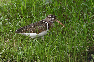 Rostratula benghalensis - male