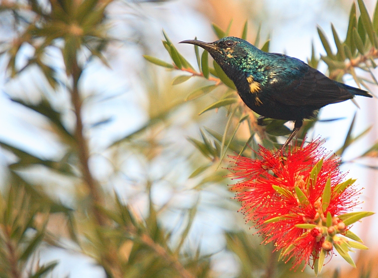 Purple Sunbird