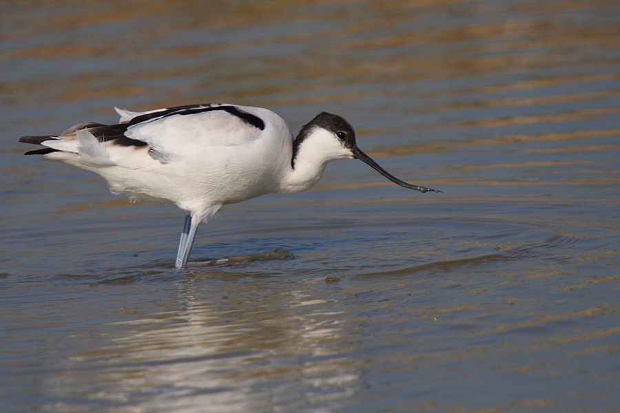 Pied Avocet